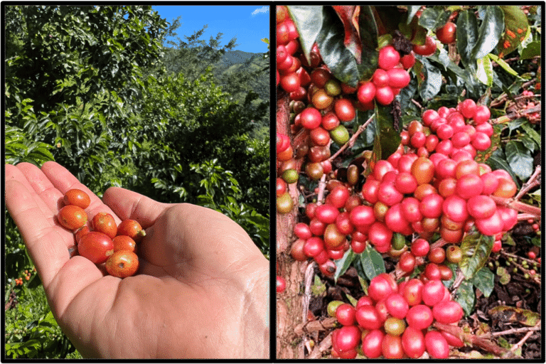 Sostenibilidad en Finca Paladínez: Más que Café