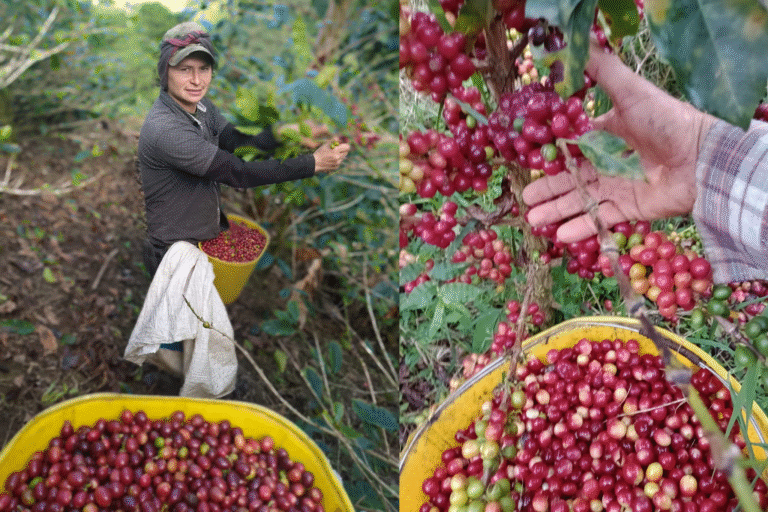 Sostenibilidad en Finca Paladínez: Más que Café